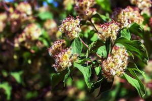 Beauty bush Pink Cloud seed head - Latin name - Kolkwitzia amabilis Pink Cloud photo