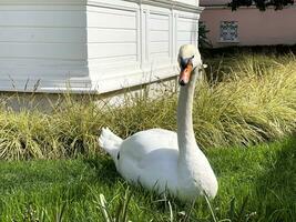 White swan on green grass in the park photo