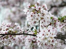 Blooming cherry tree close up view photo