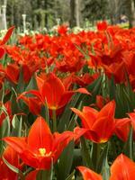 Red tulip close up in Gulhane Park, Istanbul. Floral background photo