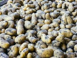 Freshly harvested potatoes on a personal plot. Organic food concept. Organic potato background. photo