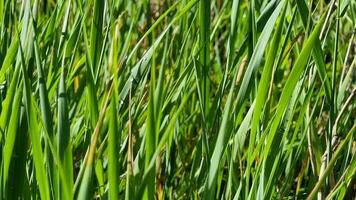 verde erba con gocce su il fiume banca avvicinamento. naturale sfondo video