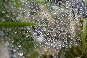 drop spider web photo