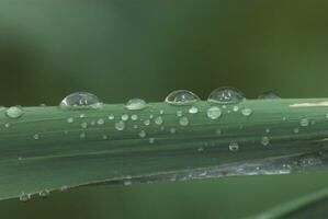 drop on grass photo