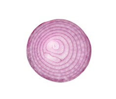 Top view of red or magenta onion half isolated with clipping path in png file format