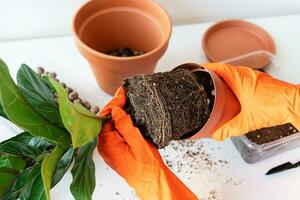 The process of transplanting a flowerpot-ficus lyrata. Hands holding a ficus transplant. Potted home plant ficus lyrata. Home gardening. Plants that are air purifiers. photo