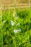 White flowers in the field north of Bangladesh, Tuberose or Rajnigandha flowers in the field photo