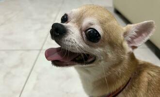 Close up male old and aged chihuahua dog breed with brown golden fur isolated on indoor home environment photo