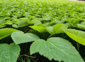 Close up of nature view green leaf on blurred greenery background under sunlight with bokeh. AI Generated photo