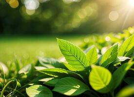 cerca arriba de naturaleza ver verde hoja en borroso verdor antecedentes debajo luz de sol con Bokeh. ai generado foto