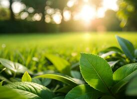 Close up of nature view green leaf on blurred greenery background under sunlight with bokeh. AI Generated photo