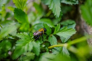 carpintero abeja gateando en lozano verde hojas foto