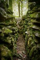 Sinkhole Path Surrounded by Mossy Rock Walls photo