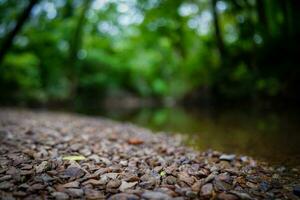Closeup of river rocks along a river bank with lush trees in bokeh background photo