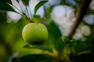 Green Apple growing on branch photo