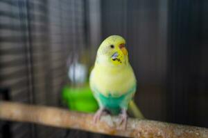 Yellow and Green Bird Perched on a stick inside a cage photo