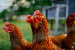 de cerca de marrón pollos en un cercado correr foto