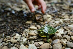 Child reaching for a small river turtle photo