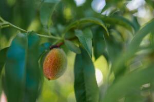 Closeup of Baby Peach Growing in the Spring Against Lush Green Peach Tree Leaves photo