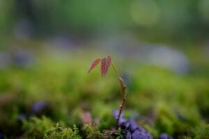 bebé árbol árbol joven emergente desde es semilla en un musgo cubierto bosque piso foto