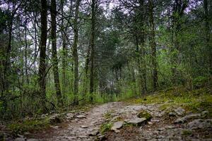 Rocky Pathway Deep in the Woods in Early Spring Against Bright Green Foliage Undergrowth and Cloudy Sky photo