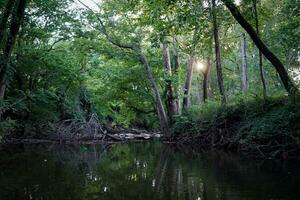 Sun peeking through the trees on a serene river in the woods photo