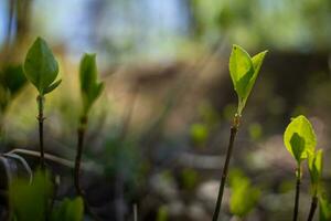 Closeup of Sunlit Bright Green Foliage Sprouting Early in Springtime photo