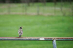 pájaro, Robin sentado en un metal cerca enviar foto