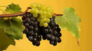 Grapes on the vine generated with AI photo