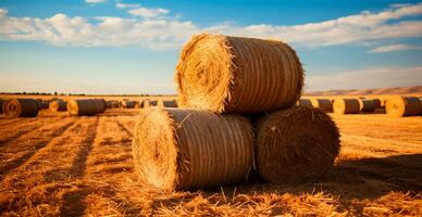 Freshly cut hay in rolls lying in a field - AI generated image photo