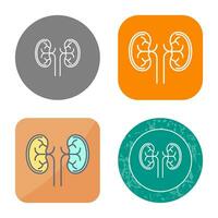 Kidney Vector Icon