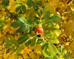 Rose hips on bush. photo