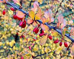 Ripe red berries of barberry in the autumn garden. An ornamental plant used in hedges and borders. Sour spices. Alternative medicine. photo