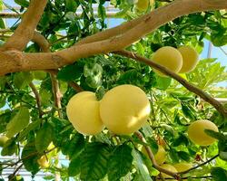 Ripening yellow grapefruits growing on tree in summer indoor garden, in greenhouse. photo