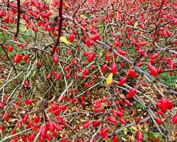 Ripe red berries of barberry in the autumn garden. An ornamental plant used in hedges and borders. Sour spices. Alternative medicine. photo