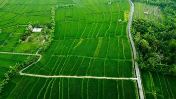 Rice Field With Jogging Track Aerial View photo