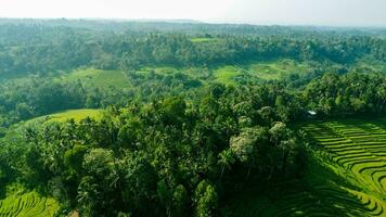 Green Landscape Aerial View Shot photo