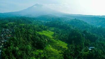 Aerial View Of Mountain Rice Field And Forest photo