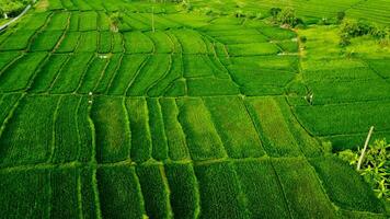 Green Rice Field Aerial View photo