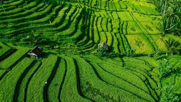 View Of A House In A Field Of Green Paddy photo