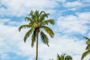 coconut trees palms against the blue sky of India photo