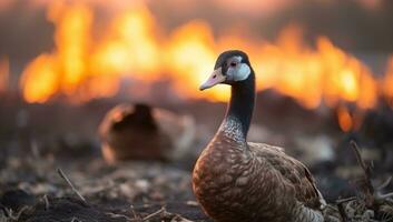 Duck Facing Wildfire. AI Generated. photo