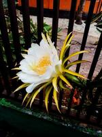 A white flower of pitaya or dragon fruit blooming in the home garden in the morning photo