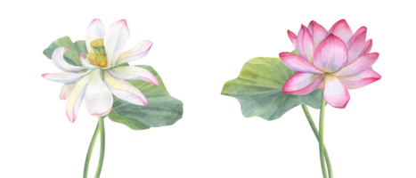 Set of white and pink Lotus flower with Leaves. Delicate blooming Water Lily. Intertwining stems of flower. Watercolor illustration. Hand drawn composition for poster, cards, greeting png