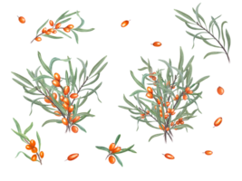 Set of sea buckthorn. Watercolor botanical illustration. Sandthorn, sallowthorn. Set for the design of invitation, patterns, cards, greetings, package design, advertising posters, labels png