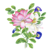 Bouquet of blue clitoria ternatea and waterlilies. Blooming flowers, green leaves. Lotus, anchan. Bud, flower. Leaf and stem. Watercolor illustration. For greetings, label png