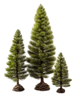 spruce tree isolated on transparent background, generative ai png