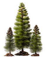 spruce tree isolated on transparent background, generative ai png