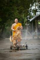 trad Tailandia - 16 de octubre de 2017 tailandés monje y dorado retreiver perro jugando agua salpicaduras con felicidad emoción foto