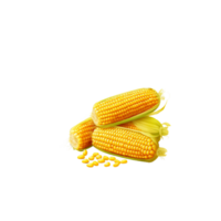 Set of corn cobs with leaves and grains. Summer and autumn harvest Generative Ai png